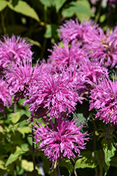 BeeMine Pink Beebalm (Monarda didyma 'Balbeemin') at English Gardens