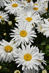 Whoops-A-Daisy Shasta Daisy (Leucanthemum x superbum 'Whoops-A-Daisy') at English Gardens