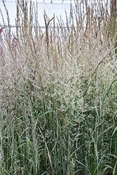 Variegated Reed Grass (Calamagrostis x acutiflora 'Overdam') at English Gardens