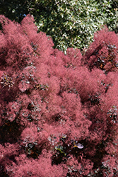 Royal Purple Smokebush (Cotinus coggygria 'Royal Purple') at English Gardens