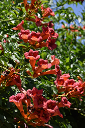 Summer Jazz Fire Trumpetvine (Campsis radicans 'Takarazuka Fresa') at English Gardens