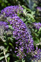 Lo & Behold Purple Haze Butterfly Bush (Buddleia 'Purple Haze') at English Gardens