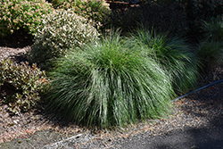 Little Bunny Dwarf Fountain Grass (Pennisetum alopecuroides 'Little Bunny') at English Gardens