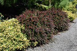 Midnight Ruby Barberry (Berberis thunbergii 'Miruzam') at English Gardens