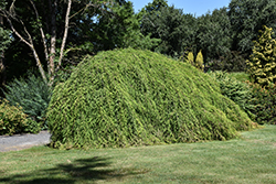 Cascade Falls Weeping Baldcypress (Taxodium distichum 'Cascade Falls') at English Gardens