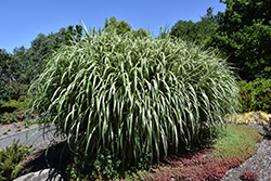 Cabaret Maiden Grass (Miscanthus sinensis 'Cabaret') at English Gardens