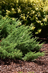 Fuzzball Siberian Carpet Cypress (Microbiota decussata 'Condavis') at English Gardens