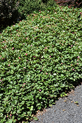 Lipstick Strawberry (Fragaria 'Lipstick') at English Gardens