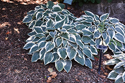 El Nino Hosta (Hosta 'El Nino') at English Gardens