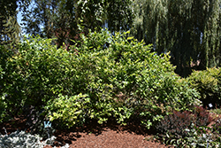 Northland Blueberry (Vaccinium corymbosum 'Northland') at English Gardens