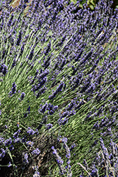 Phenomenal Lavender (Lavandula x intermedia 'Phenomenal') at English Gardens