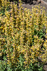 Kudos Yellow Hyssop (Agastache 'Kudos Yellow') at English Gardens