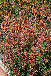 Kudos Mandarin Hyssop (Agastache 'Kudos Mandarin') at English Gardens