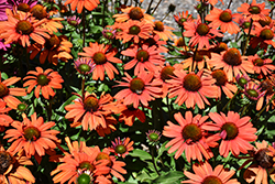 Kismet Intense Orange Coneflower (Echinacea 'TNECHKIO') at English Gardens