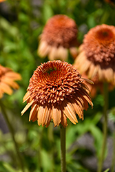 Supreme Cantaloupe Coneflower (Echinacea 'Supreme Cantaloupe') at English Gardens