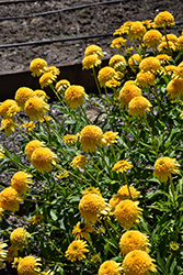Cara Mia Yellow Coneflower (Echinacea 'TNECHCMY') at English Gardens