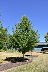 Tupelo Tower Black Gum (Nyssa sylvatica 'WFH1') at English Gardens