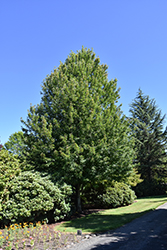 Redpointe Red Maple (Acer rubrum 'Frank Jr.') at English Gardens