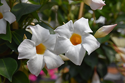Sun Parasol White Mandevilla (Mandevilla 'Sun Parasol White') at English Gardens