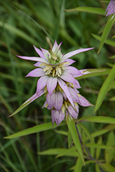 Spotted Beebalm (Monarda punctata) at English Gardens