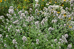 Catnip (Nepeta cataria) at English Gardens