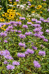 Wild Beebalm (Monarda fistulosa) at English Gardens