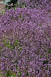 Lemon Thyme (Thymus x citriodorus) at English Gardens