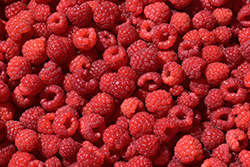 Nova Raspberry (Rubus 'Nova') at English Gardens