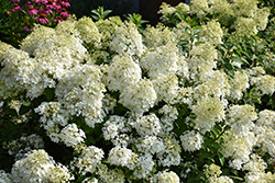 Bobo Hydrangea (Hydrangea paniculata 'ILVOBO') at English Gardens
