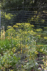 Dill (Anethum graveolens) at English Gardens