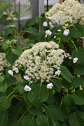 Climbing Hydrangea (Hydrangea anomala 'var. petiolaris') at English Gardens
