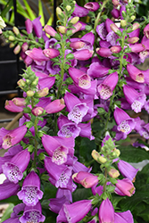 Dalmatian Purple Foxglove (Digitalis purpurea 'Dalmatian Purple') at English Gardens
