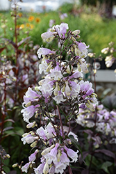 Pocahontas Beard Tongue (Penstemon digitalis 'Pocahontas') at English Gardens