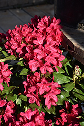 Nova Zembla Rhododendron (Rhododendron 'Nova Zembla') at English Gardens