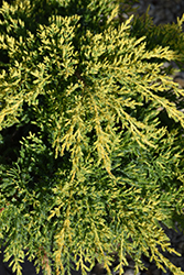 Daub's Frosted Juniper (Juniperus x media 'Daub's Frosted') at English Gardens