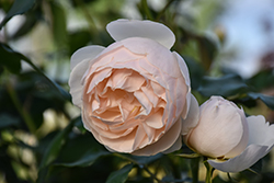 Lichfield Angel Rose (Rosa 'Lichfield Angel') at English Gardens