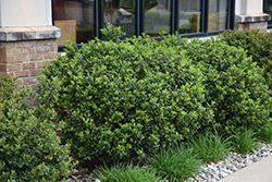 Blue Prince Meserve Holly (Ilex x meserveae 'Blue Prince') at English Gardens