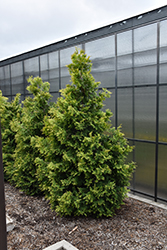 Polar Gold Arborvitae (Thuja occidentalis 'SMTOYB') at English Gardens