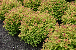 Double Play Big Bang Spirea (Spiraea 'Tracy') at English Gardens