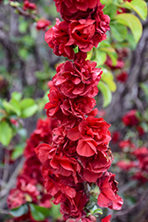Double Take Scarlet Flowering Quince (Chaenomeles speciosa 'Scarlet Storm') at English Gardens
