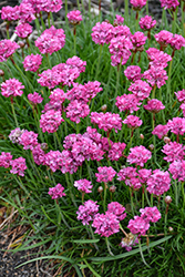 Bloodstone Sea Thrift (Armeria maritima 'Bloodstone') at English Gardens