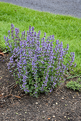 Purrsian Blue Catmint (Nepeta x faassenii 'Purrsian Blue') at English Gardens
