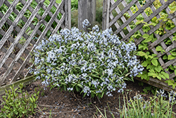 Storm Cloud Bluestar (Amsonia tabernaemontana 'Storm Cloud') at English Gardens