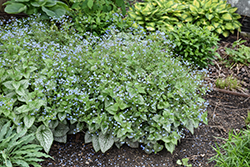 Queen of Hearts Bugloss (Brunnera macrophylla 'Queen of Hearts') at English Gardens