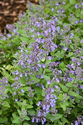 Picture Purrfect Catmint (Nepeta 'Picture Purrfect') at English Gardens