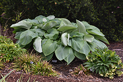 Shadowland Empress Wu Hosta (Hosta 'Empress Wu') at English Gardens