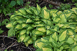 Island Breeze Hosta (Hosta 'Island Breeze') at English Gardens