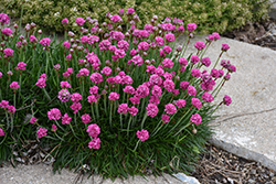 Bloodstone Sea Thrift (Armeria maritima 'Bloodstone') at English Gardens