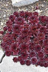 Peggy Hens And Chicks (Sempervivum 'Peggy') at English Gardens