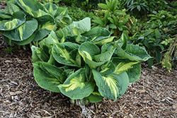 Shadowland Hudson Bay Hosta (Hosta 'Hudson Bay') at English Gardens